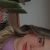 Rinoplastia primaria