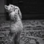 Wallo