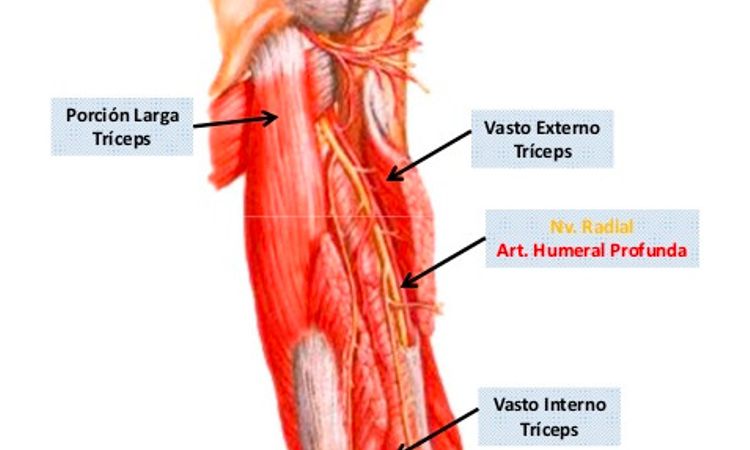 Cirugía reconstructiva del músculo brachialis y/o vasto interno - 46326